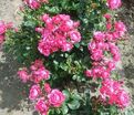 Роза Pink Forest Rose (Пинк Форест Роуз) — фото 3