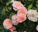 Роза Rose de Tolbiac (Роз де Толбиак) — фото 2