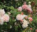 Роза Rose de Tolbiac (Роз де Толбиак) — фото 3