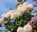 Роза Rose de Tolbiac (Роз де Толбиак) — фото 4