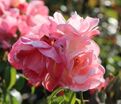 Роза Roseromantic (Розеромантик) — фото 2