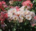 Роза Roseromantic (Розеромантик) — фото 4