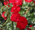 Роза Rotilia (Ротилиа) — фото 3