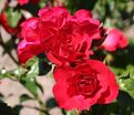 Роза Rotilia (Ротилиа) — фото 9