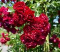 Роза Siluetta Crimson (Силуэтта Кримсон) — фото 2