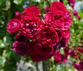 Роза Siluetta Crimson (Силуэтта Кримсон) — фото 3