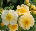 Роза Siluetta Sunny (Силуэтта Санни) — фото 3