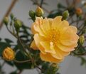 Роза Siluetta Sunny (Силуэтта Санни) — фото 4