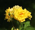 Роза Stuttgardia (Штутгардия) — фото 7
