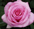 Роза Sweet Parole (Свит Пароле) — фото 2