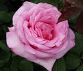 Роза Sweet Parole (Свит Пароле) — фото 3