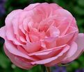 Роза Sweet Parole (Свит Пароле) — фото 4