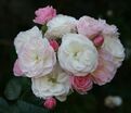 Роза Bouquet Parfait (Букет Парфе) — фото 2