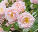 Роза Guirlande Rose (Гирлянд Роз) — фото 2