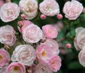 Роза Heavenly Pink (Хэвенли Пинк) — фото 3