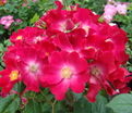Роза Poppy Rose (Поппи Роуз) — фото 3