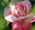 Роза Arioso (Ариозо) — фото 2