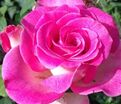 Роза Baronne de Rothschild (Барон де Ротшильд) — фото 2