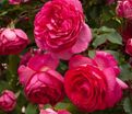 Роза Cyclamen Pierre de Ronsard (Цикламен Пьер де Ронсар) — фото 2