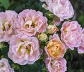 Роза Drift Peach (Дрифт Пич) — фото 2