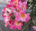 Роза Drift Pink (Дрифт Пинк) — фото 2