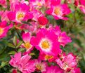 Роза Drift Pink (Дрифт Пинк) — фото 5