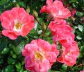 Роза Fuchsia Meillandecor (Фуксия Мейяндекор) — фото 2