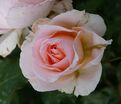 Роза Johann Strauss (Иоганн Штраус) — фото 2