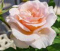 Роза Johann Strauss (Иоганн Штраус) — фото 3
