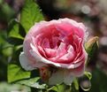 Роза Kir Royal (Кир Ройал) — фото 6