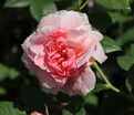 Роза Kir Royal (Кир Ройал) — фото 7