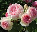 Роза Mini Eden Rose (Мини Эден Роуз) — фото 5