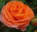 Роза Orange Meilove (Оранж Мейлав) — фото 3