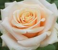 Роза Paul Ricard (Поль Рикар) — фото 2