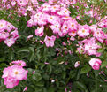 Роза Phlox Meidiland (Флокс Мейдиланд) — фото 4