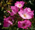 Роза Phlox Meidiland (Флокс Мейдиланд) — фото 5