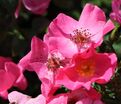Роза Phlox Meidiland (Флокс Мейдиланд) — фото 8