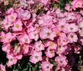 Роза Phlox Meidiland (Флокс Мейдиланд) — фото 9