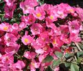 Роза Phlox Meidiland (Флокс Мейдиланд) — фото 11