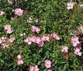 Роза Phlox Meidiland (Флокс Мейдиланд) — фото 13