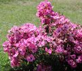 Роза Phlox Meidiland (Флокс Мейдиланд) — фото 14