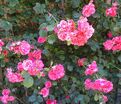Роза Pink La Sevillana (Пинк Ля Севиллана) — фото 2