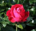 Роза Red Eden Rose (Рэд Эден Роуз) — фото 2