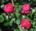 Роза Red Eden Rose (Рэд Эден Роуз) — фото 3