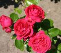 Роза Red Eden Rose (Рэд Эден Роуз) — фото 4
