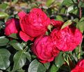 Роза Red Eden Rose (Рэд Эден Роуз) — фото 7