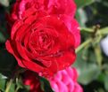 Роза Red Eden Rose (Рэд Эден Роуз) — фото 8