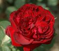 Роза Royal Garden (Роял Гарден) — фото 3