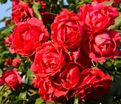Роза Scarlet Meillandecor (Скарлет Мейяндекор) — фото 4