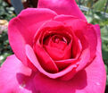 Роза Sexy Perfumella (Секси Перфюмелла) — фото 3